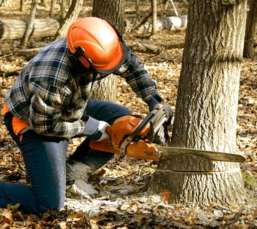 Tree Removal in Sweet Home, TX
